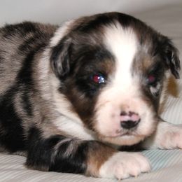 Rocky  blue merle male - Blue merle male Australian Shepherd puppy in Cookeville, Tennessee from Spring Creek Aussies