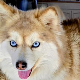 Pearl - Pomsky