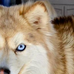 Pearl - Pomsky