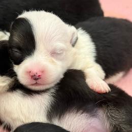 Girl 3 - Black and tan female Pembroke Welsh Corgi puppy in Aberdeen, Washington from Coastal country Farms