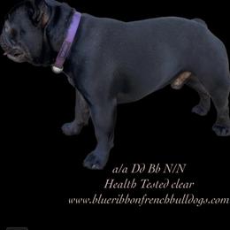 French Bulldog Puppies from Blue Ribbon French Bulldogs