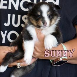 Sunny - Girl - Black & tan female Toy Shetland Sheepdog puppy in Frazeysburg, Ohio from Mountain High Kennels