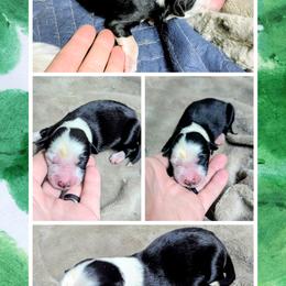 Australian Shepherd and Great Dane Puppies from AEW Farm