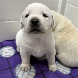 Dancer - Yellow male Labrador Retriever puppy in Turner, Maine from Bear Pond Retrievers