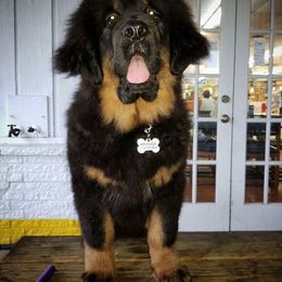 German Shepherd and Tibetan Mastiff All Grown Up from Von Reich Haus