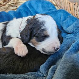 Galadriel - Black and white female Bernedoodle puppy in Granton, Wisconsin from Rose River Farms