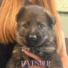 Lavender collar - Sable female German Shepherd puppy in Canterbury, Connecticut from Nachtwaechter German Shepherds, LLC
