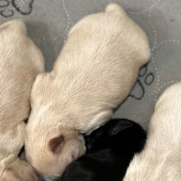 Nugget - Liver and white female Shih Tzu puppy in Boaz, Alabama from Happy Haven Farm