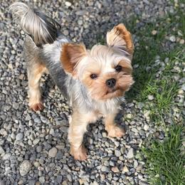Asher - Blue and gold male Yorkshire Terrier puppy in Eatonville, Washington from Luxe Yorkshire Terriers