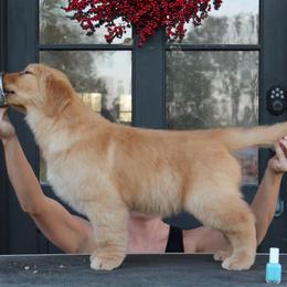 Trek - Golden Retriever