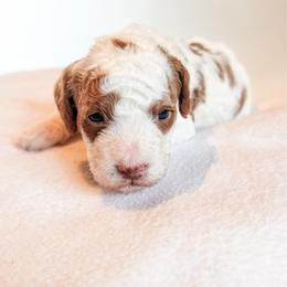 Scarecrow - Blenheim male Cavapoo puppy in Idaho Falls, Idaho from Freckle Paw Family
