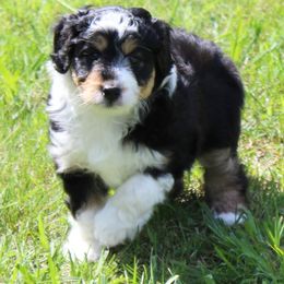 Gizmo - Black tri-color male Aussiedoodle puppy in Roanoke, Virginia from Miniature Angels Farm