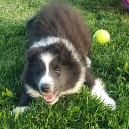 Mongo - Black and white male Shetland Sheepdog puppy in Wiggins, Colorado from Enlia Shelties