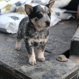 Australian Cattle Dog Puppies from S&B Cattle Co.