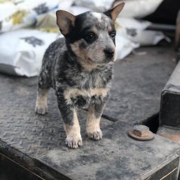 Australian Cattle Dog Puppies from S&B Cattle Co.