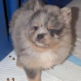 Macho - Blue merle male Pomeranian puppy in Danielsville, Georgia from PassionatePomPoms