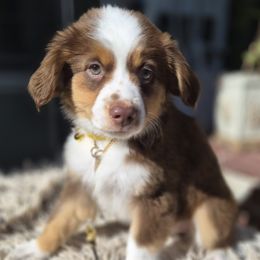 Scarlet Begonias - Red tri female Miniature Australian Shepherd puppy in Pittsburg, California from Delta Minis