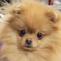 Louise - Pomeranian