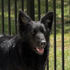 Rona - German Shepherd