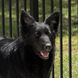 Rona - German Shepherd