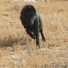 Belgian Sheepdogs from Clawson Belgians