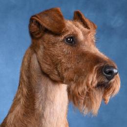 Starr - Irish Terrier