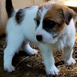 Sylvester - Tan and white male Jack Russell Terrier puppy in California from Kimberlite