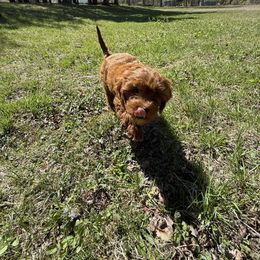 Pluto - Red Cavapoo puppy in Bozrah, Connecticut from Cedar Creek Farm