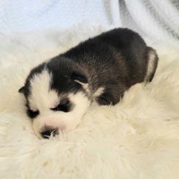 Ozzy - Black and white male Siberian Husky puppy in Hebron, Kentucky from Glacier Run Huskies