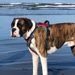 Ludo - Boxer