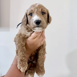 Black - Red  male Goldendoodle puppy in Beaumont, California from Alaya Rae Doodles