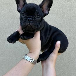 French Bulldog Puppies from OMG FRENCHIES
