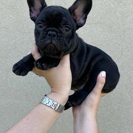 French Bulldog Puppies from OMG FRENCHIES