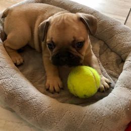 French Bulldogs from Frenchies Next Dior