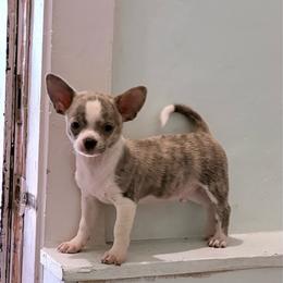 Beast - Blue brindled fawn male Chihuahua puppy in Holt, Michigan from My Crzy Chihuahuas