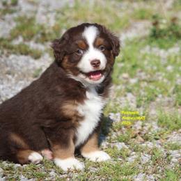 Orion - Red tri-color male Miniature American Shepherd puppy in Hillsdale, Michigan from Faithwalk Aussies and Mini American Shepherds