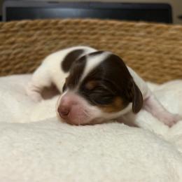 Rachel - Piebald female Dachshund puppy in Sterling, Colorado from Country Chics Doxies
