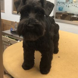 Miniature Schnauzer Puppies from Apples schnauzers