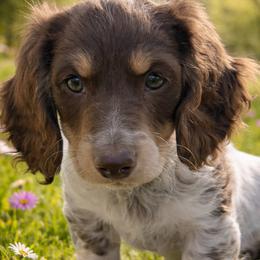 Hugo - Piebald male Dachshund puppy in Albany, Wisconsin from Deglow’s Doxies