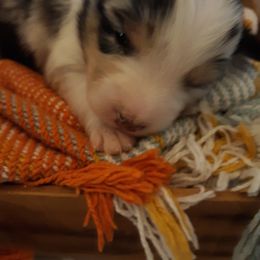 Australian Shepherd and Olde English Bulldogge Puppies from Patchwork Kennels