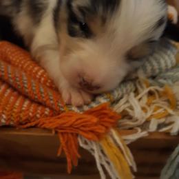 Australian Shepherd and Olde English Bulldogge Puppies from Patchwork Kennels