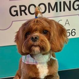 Cavapoo, Goldendoodle, and Poodle All Grown Up from Pearls & Curls doodles & poodles
