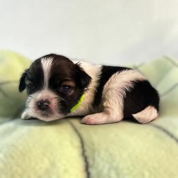 AKC-Oreo - Tricolor male Shih Tzu puppy in Mooresville, North Carolina from Juji Shih Tzu