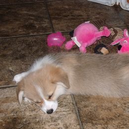 Pembroke Welsh Corgi Puppies from Timberside