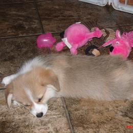 Pembroke Welsh Corgi Puppies from Timberside