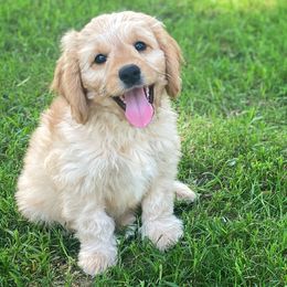 Cavalier King Charles Spaniel, Cavapoo, and Poodle Puppies from Red Skye Cavaliers and Cavapoos
