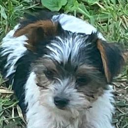 Shih Tzus, Shorkies, and Yorkshire Terriers from Yorkies of Distinction