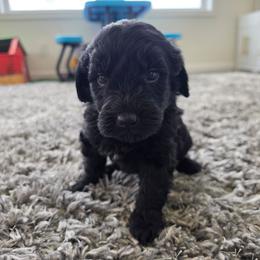 Bullet - Black male Goldendoodle puppy in Missouri from Husky Hill Kennel