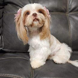 Tristy - Shih Tzu