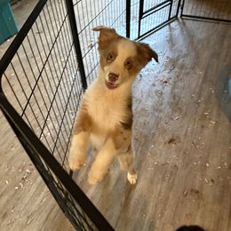 Jake - Red merle male Australian Shepherd puppy in Defuniak Springs, Florida from Blue Cypress Stock dogs